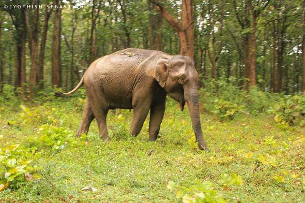 Indian wild elephant