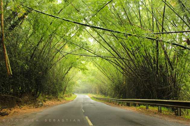 A cool mornig drive through the dense forest. What else you need to get refreshed !!!